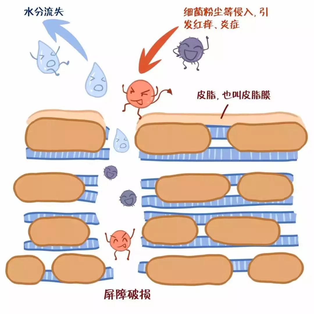 而由于水分的大量流失,抵抗力不足,皮肤就容易变得脆弱敏感,因此,干性