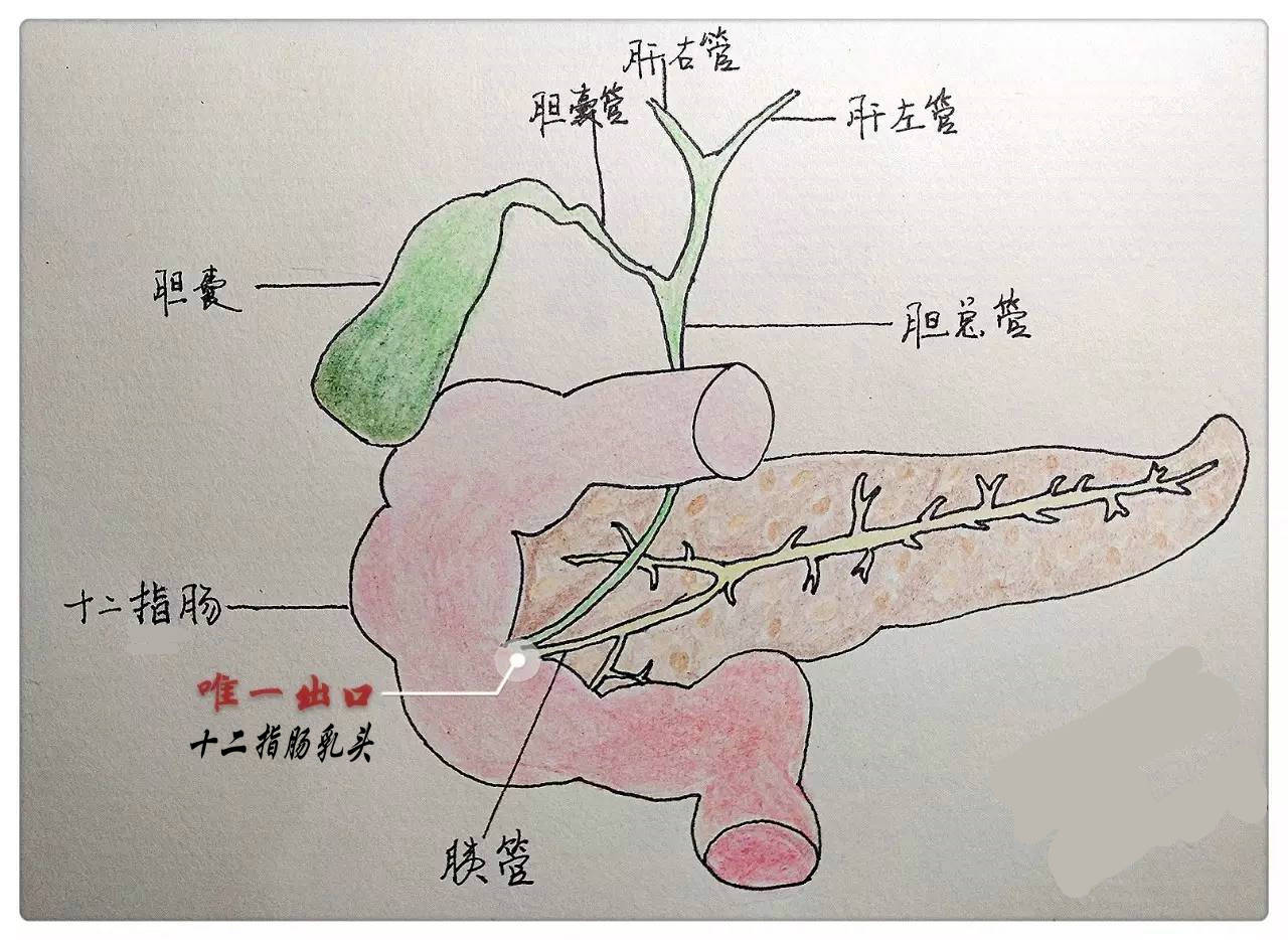 胆总管内径图片