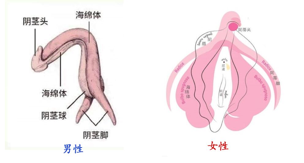 阴茎有阴茎头,海绵体,阴茎脚,包皮等构成,阴蒂也有阴蒂头,阴蒂脚,包皮