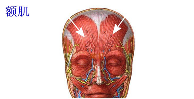 我们不由自主的抬眉仰视,长此以往,就会降低和损伤额部肌肉的恢复能力