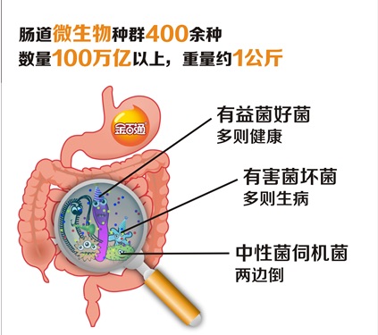 真的吗肠道菌群会影响大脑