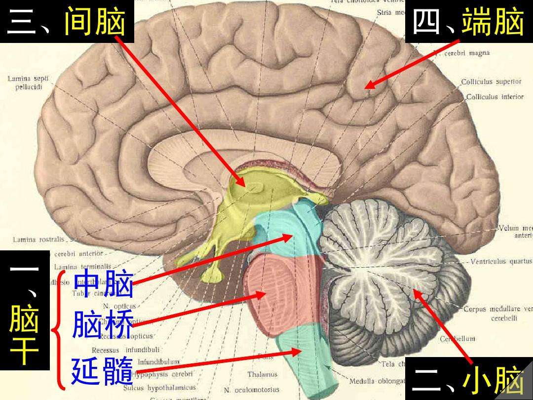 脑干位于头部哪个位置图片