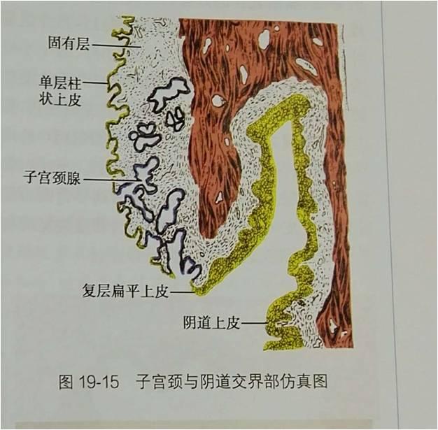 您还在为这3种宫颈的表现而困扰吗?那就太out了!