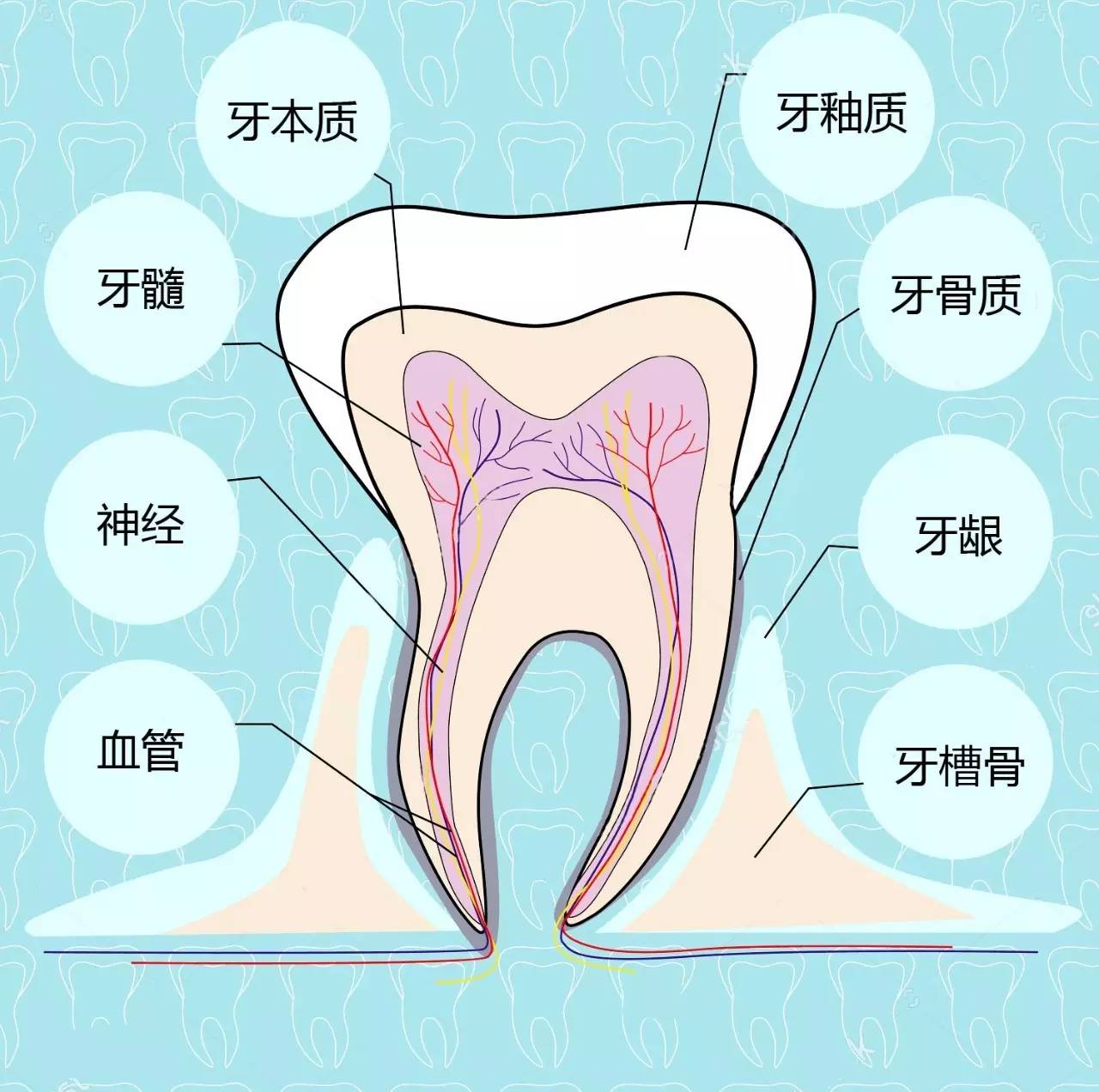 矫正牙齿会伤害你的牙神经吗?