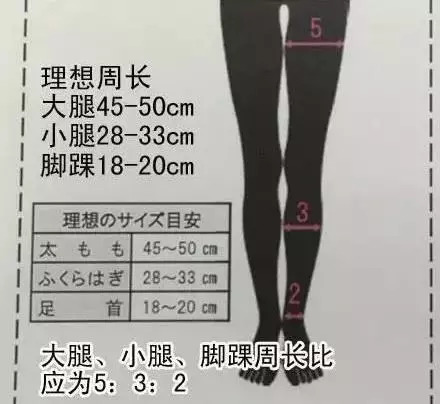 女生腿围标准图图片