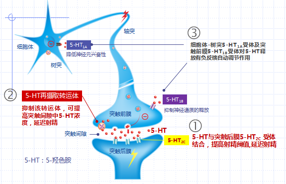 治疗"早泄"的有力武器—必利劲(盐酸达泊西汀)