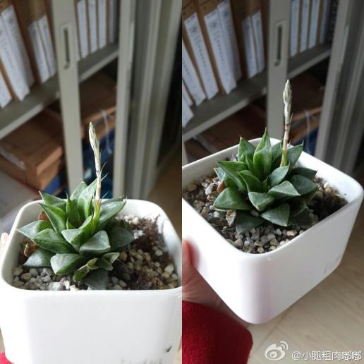 求解,一直没打理的玉露寿怎么会长出这个东西?是开花的嘛?每天都?