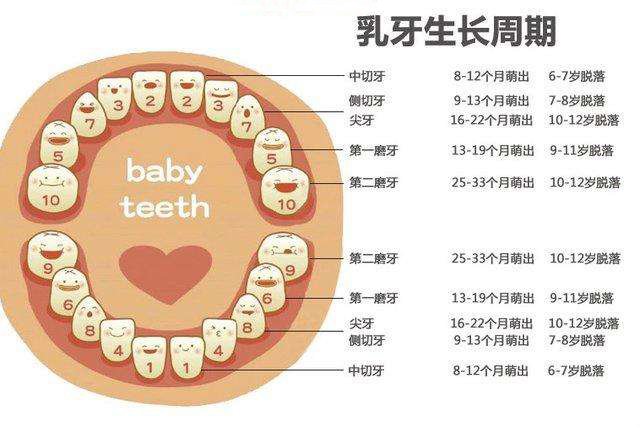 2,乳牙龋齿,恒牙也难逃——可能引发恒牙龋坏,恒牙排列不整齐,乳牙上