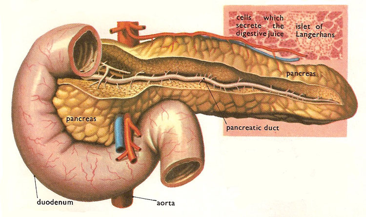 pancreas-3.jpg