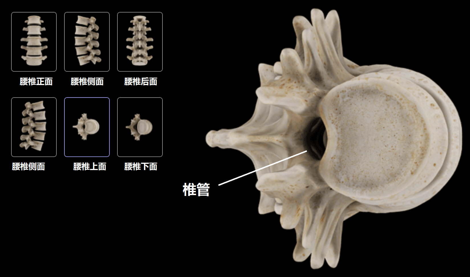 椎间孔和椎管的区别图片