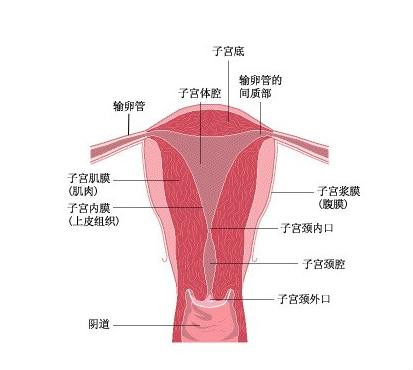 听过骨质增生,你听过子宫增生吗?