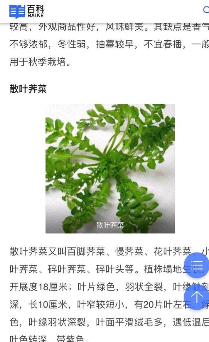 于是,她手机上网查了一下,原来荠菜有好几种,究竟自己看见的野菜是