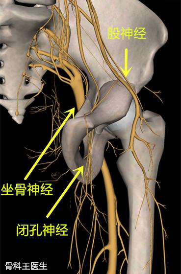 股神经走行图片