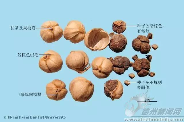 每天一味中草药白豆蔻厨房里的调料更是常用中草药