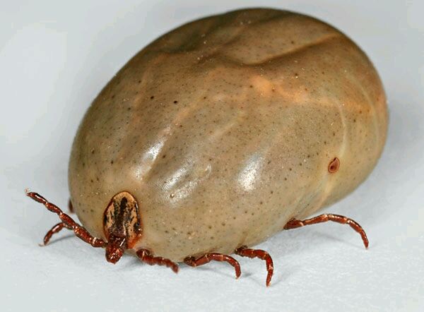 不吸血时,小的才干瘪绿豆般大小,也有极细如米粒的;吸饱血液后,有饱满