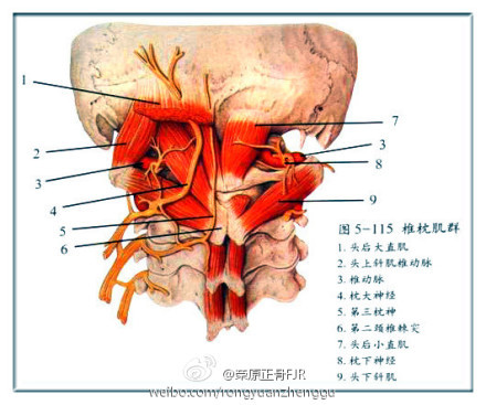 椎枕肌群紧张疼痛·斜角肌紧张·头痛·临床推拿正骨记录