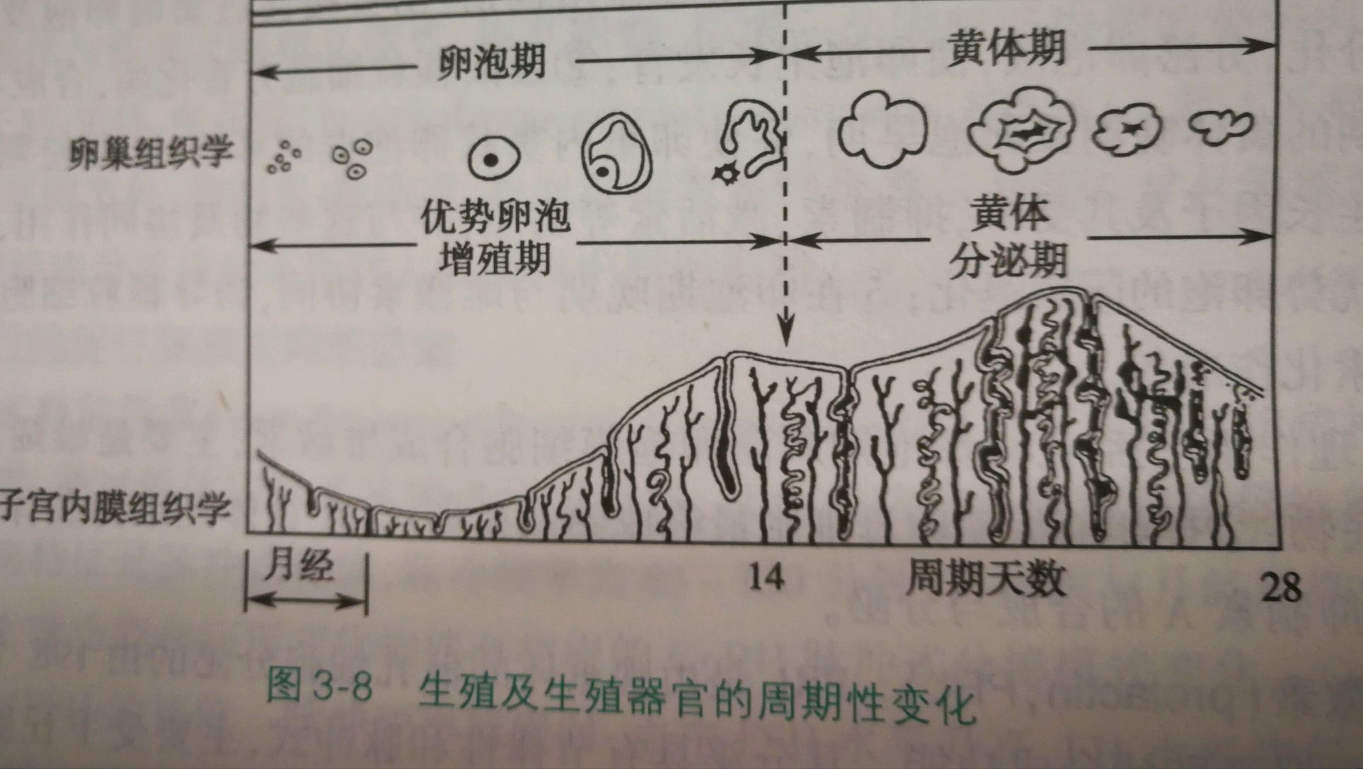 排卵期出血,招人烦的大姨妈
