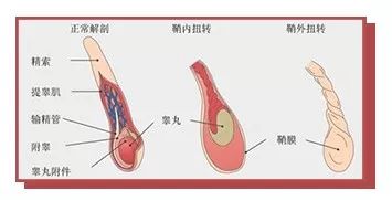 睾丸通过睾丸系膜与阴囊相连,由睾丸系膜将睾丸固定于阴囊