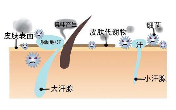 刚排出皮肤表面的大汗腺分泌物呈乳白色,无味,排出后不久与腋窝潮湿