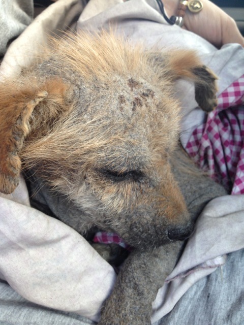 用什么药?您是权威! - 爱问知识人