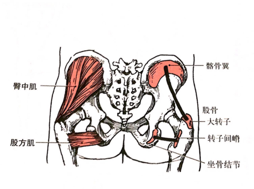 造成的视觉现象,如图,大概在股骨头对应的这个位置真胯是在腰部的下面