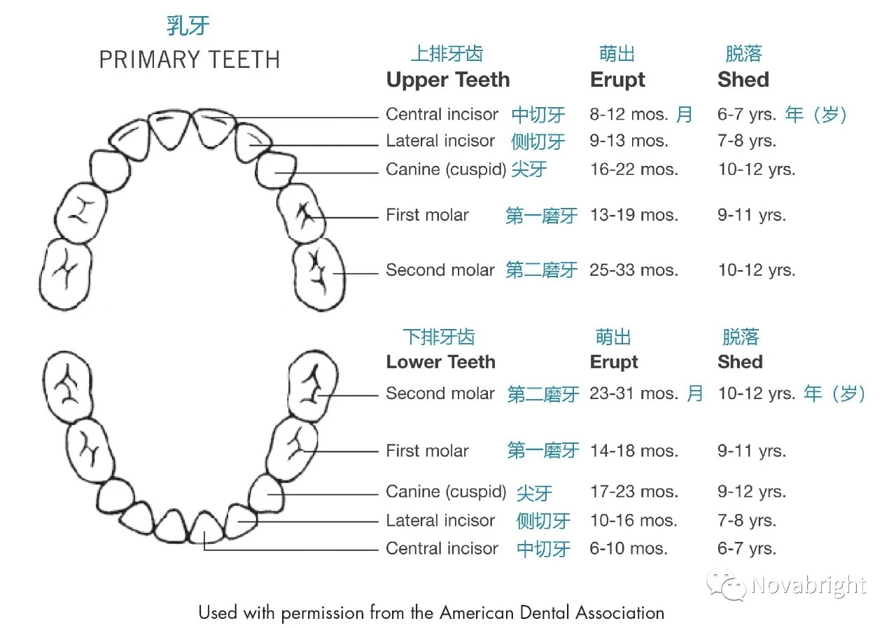 需要提醒两点:①孩子们牙齿萌出的时间存在很大的个体差异,早一点晚一