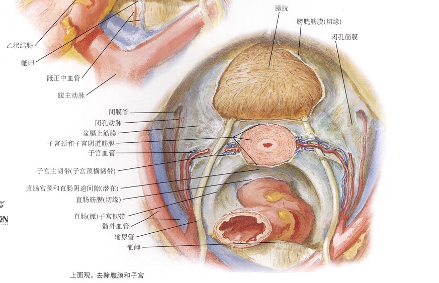 子宫阔韧带解剖图图片