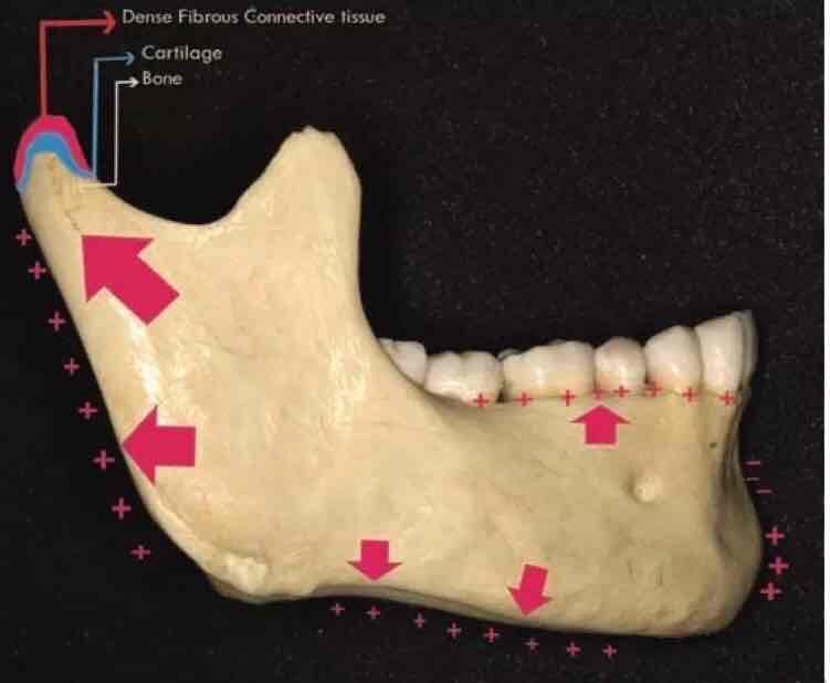 我们下颌骨的生长中心大多数集中在最大的红箭头指示的髁突这个部位