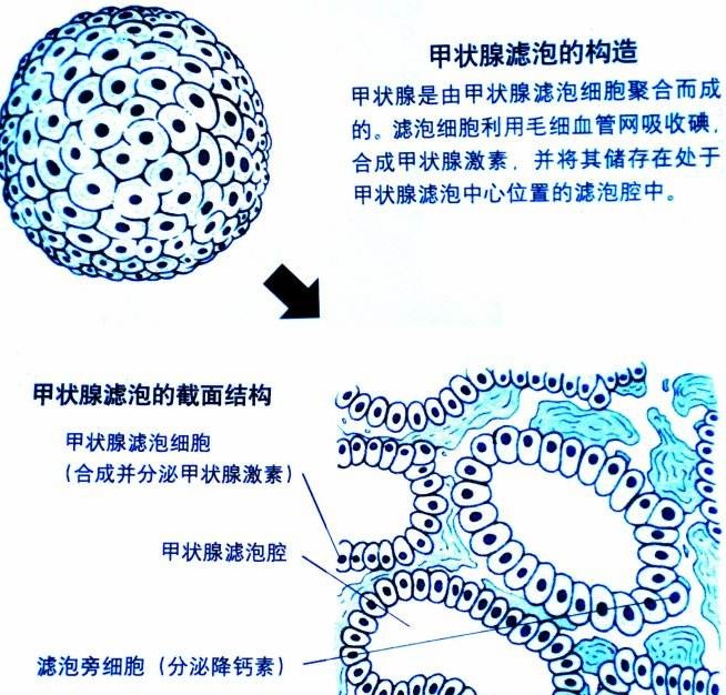 甲状腺结构 细胞图片