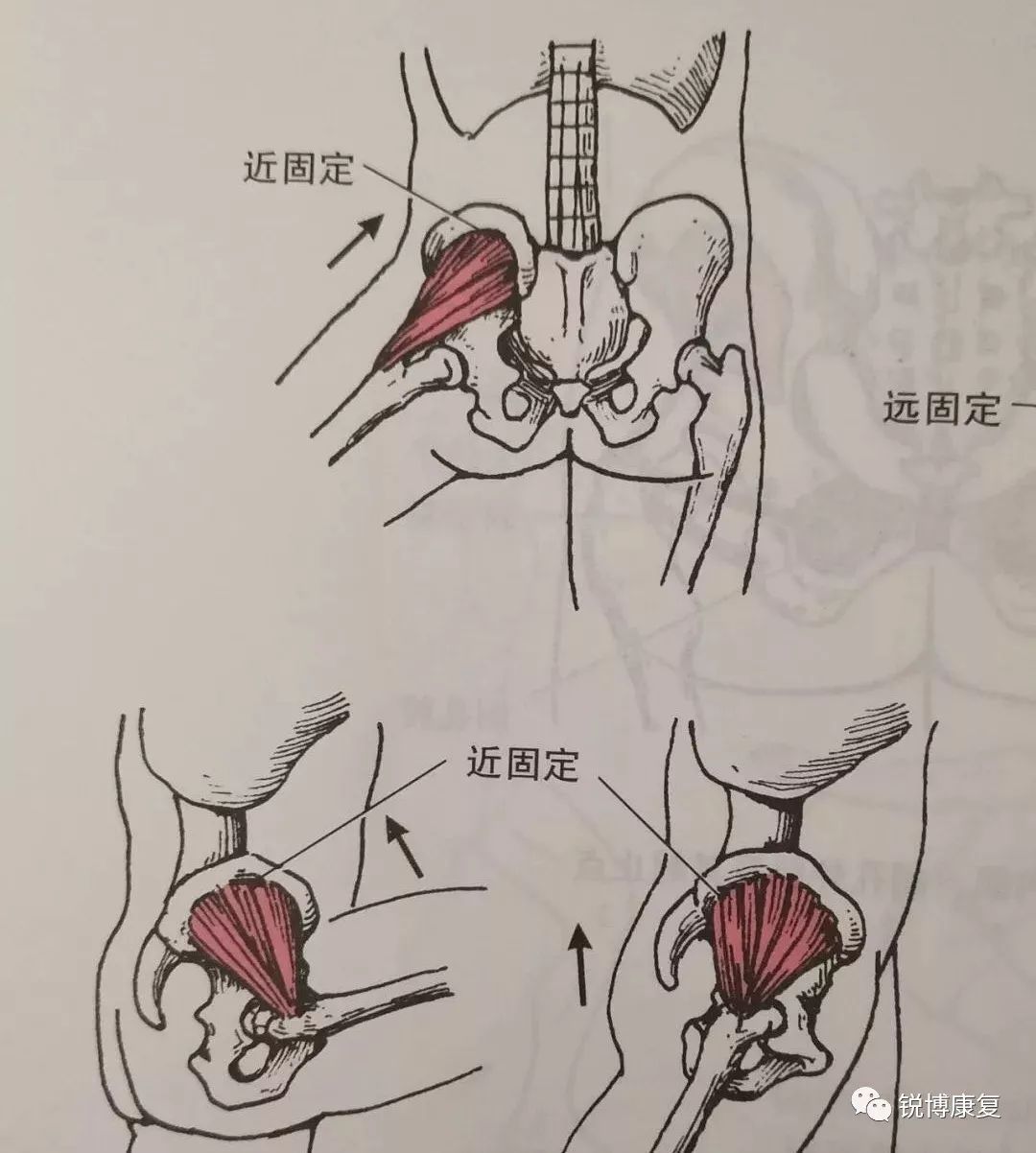 臀中肌和髂脛束(闊筋膜張肌)同時作用於股骨,讓大腿(股骨)外展,有力的