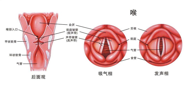 嗓子和咽部的位置图片图片