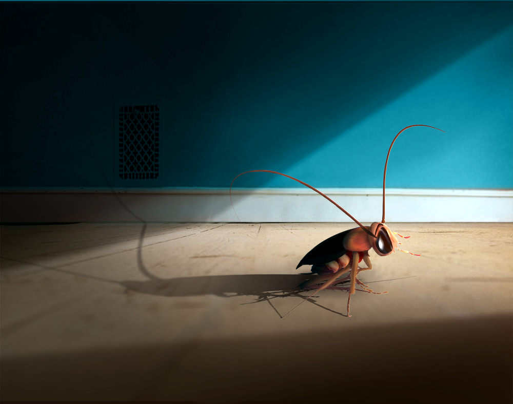 著名的昵称"小强"蟑螂--群居性,夜行性的病媒昆虫