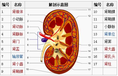 肾盂●肾髓质:肾锥体,肾小盏,肾大盏,集尿管,髓质放射部●肾皮质:肾柱