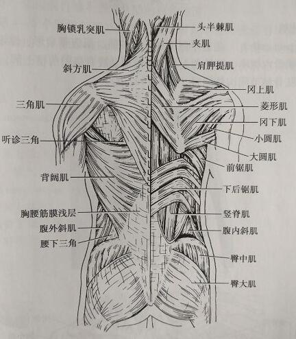 躯干的正常运动与代偿运动