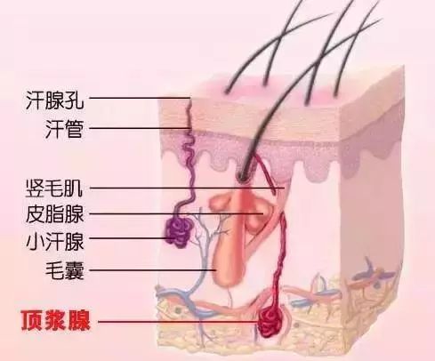 但腋下就是多汗和狐臭的"重灾区"