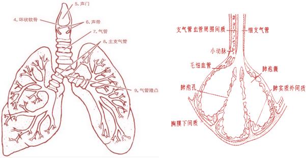 小支气管和细支气管图片