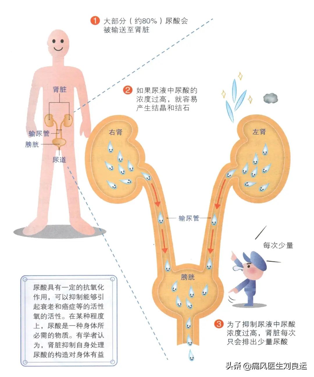 从心脏输出的血液进入肾脏后,首先会经过肾小球,过滤代谢废物和有害有