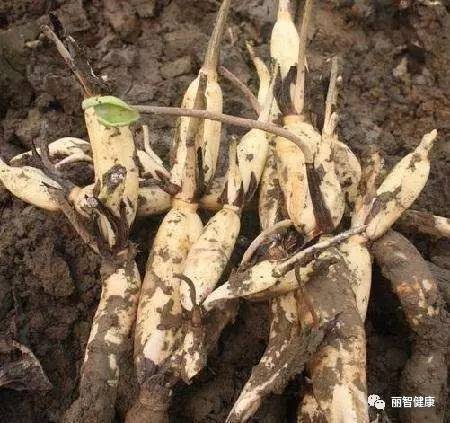 买藕谨防漂白藕还是挑买最脏的来买吧