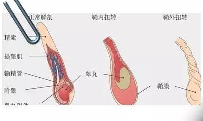 男生的鸡蛋指的是什么图片