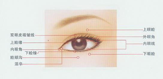 眼睑从外向内分五层:①皮肤层:是人体最薄柔的皮肤之一,易形成皱褶;②