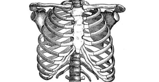 肋骨凹陷胸骨图片