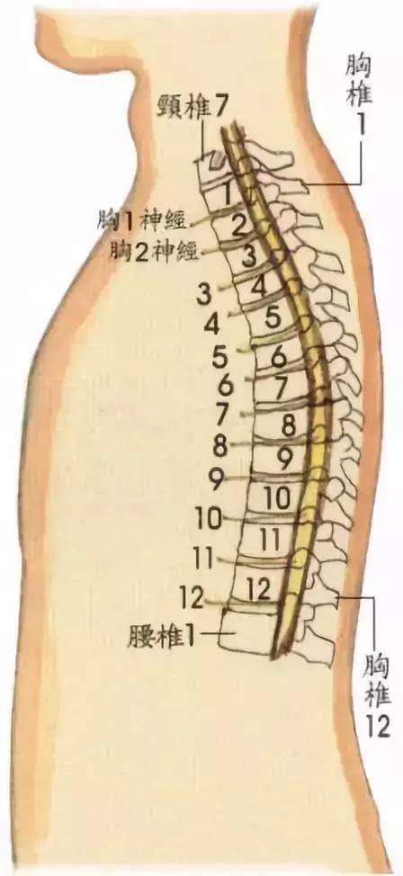 t12l1椎体的位置图图片