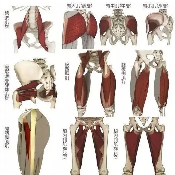 髖關節周圍肌肉排除先天原因與意外創傷,我們髖關節的疼痛絕大多數都