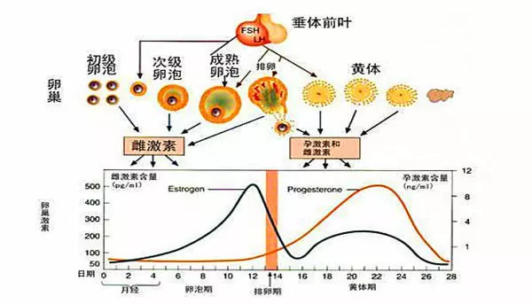 黄体酮和怀孕到底有什么关系?