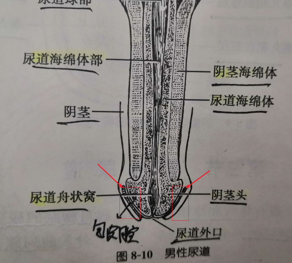 阴茎的皮肤薄而柔软,附在阴茎颈,颜色较深,富有伸展性