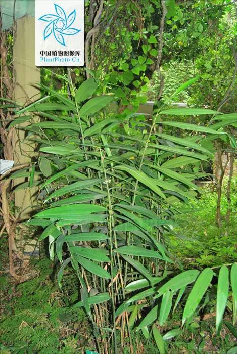 益智,姜科山姜属植物益智(alpiniaoxyphylla)的成熟果实.