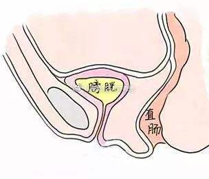 新浪（移动端）
