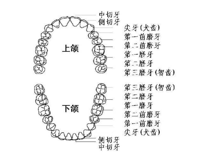 矫正拔牙,为什么拔的不是歪的牙?