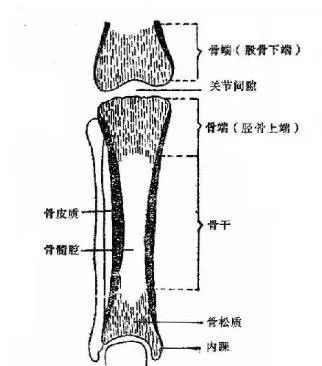 骨皮质松质骨示意图图片