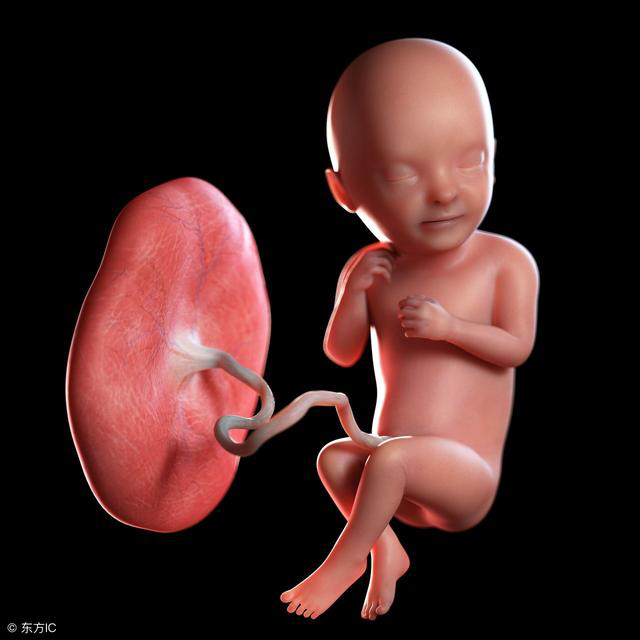 人胎盘与胎儿图片图片